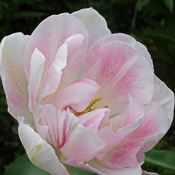 Тюльпан Силк Роуд