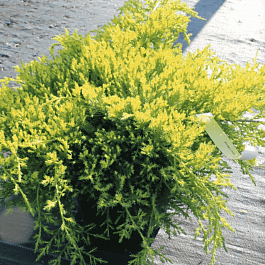 Можжевельник китайский Daubs' s Frosted