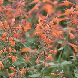 Агастахис оранжевый Tango
