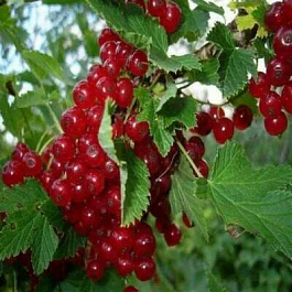 Смородина красная Маарсес Проминент Смородина красная Маарсес Проминент