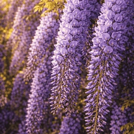 Глициния китайская Prolific