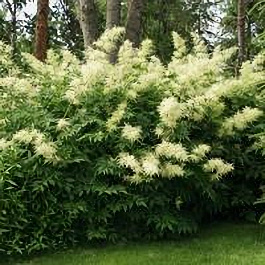 Волжанка двудомная НАБОР 2ШТ Волжанка двудомная НАБОР 2ШТ