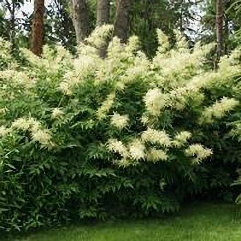 Волжанка двудомная НАБОР 2ШТ