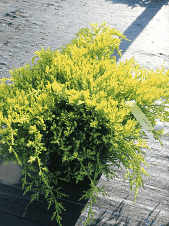 Можжевельник китайский Daubs' s Frosted