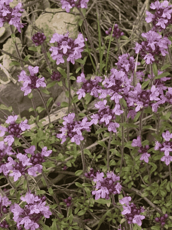 Тимьян длинностебельный