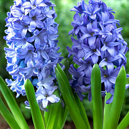 Гиацинт садовый Чикаго Гиацинт садовый Чикаго