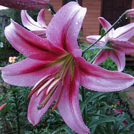 Лилия ОТ-гибрид Пепл Кинг