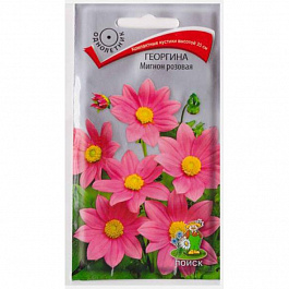 Георгина Мигнон розовая