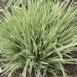 Молиния тростниковая Mostenveld