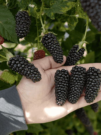 Ежевика садовая Karaka Black