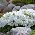 Колокольчик (Кампанула) карпатский White Clips Колокольчик (Кампанула) карпатский White Clips