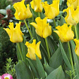 Тюльпан Yellow Crown