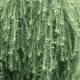 Лиственница кемпфера