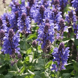 Шалфей дубравный Marvel Sky blue