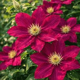 Клематис гибридный Mazowsze