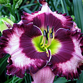 Лилейник гибридный Макбет