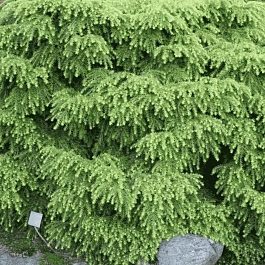 Тсуга канадская