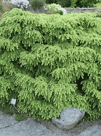 Тсуга канадская