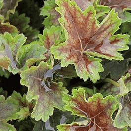 Гейхера Marvelous Marble