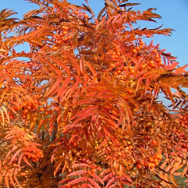 Рябина тюрингская Додонг