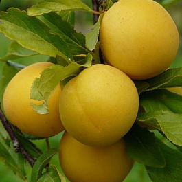 Алыча Сонейка