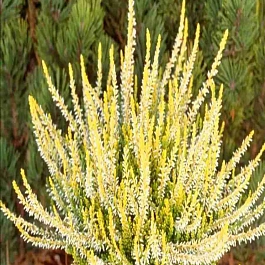 Вереск обыкновенный Sandy