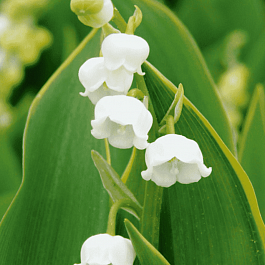 Ландыш майский Hardwick Hall