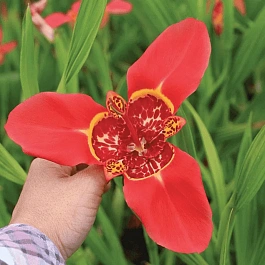 Тигридия Red