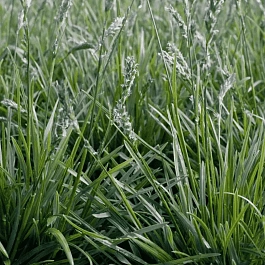 Сеслерия Greenlee Hybrid