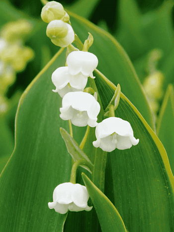 Ландыш майский Hardwick Hall