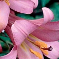 Лилия Pink Perfection