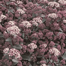 Очиток гибридный Moonlight Serenade