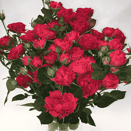 Роза спрей Bellalinda Brick