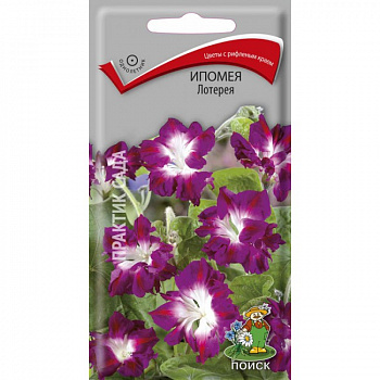 Ипомея Лотерея