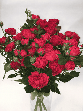 Роза спрей Bellalinda Brick