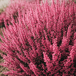 Вереск обыкновенный Aphrodite