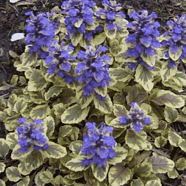 Живучка ползучая Golden Glow