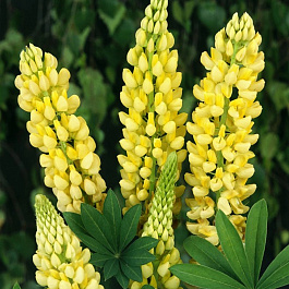 Люпин многолистный Шандэлье