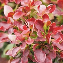 Барбарис Тунберга Lutin Rouge