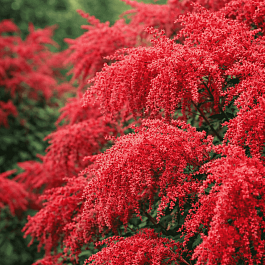 Астильба Арендса Red Charm
