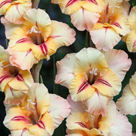 Гладиолус крупноцветковый Роза