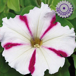 Петуния мультифлора Селебрити Бургунди Стар