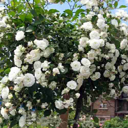 Роза почвопокровная Alba Meidiland