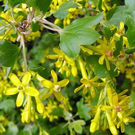 Смородина золотистая