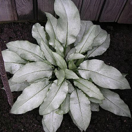 Медуница гибридная Мажести Медуница гибридная Мажести