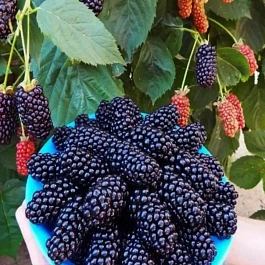 Ежевика садовая Natchez