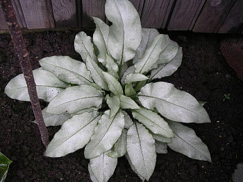 Медуница гибридная Мажести