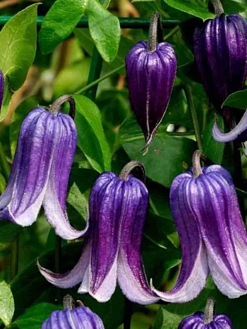 Клематис Rooguchi