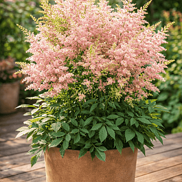 Астильба гибридная Lovely Day