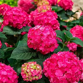 Гортензия крупнолистная Endless Summer Love
